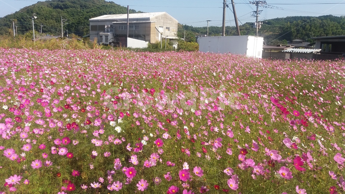 코스모스,꽃,cosmos,flower,꽃밭,봄,분홍색,pink,가을,계절,fall,autumn,season,geranium,제라늄,plant,식물,blossom,outdoors,옥외