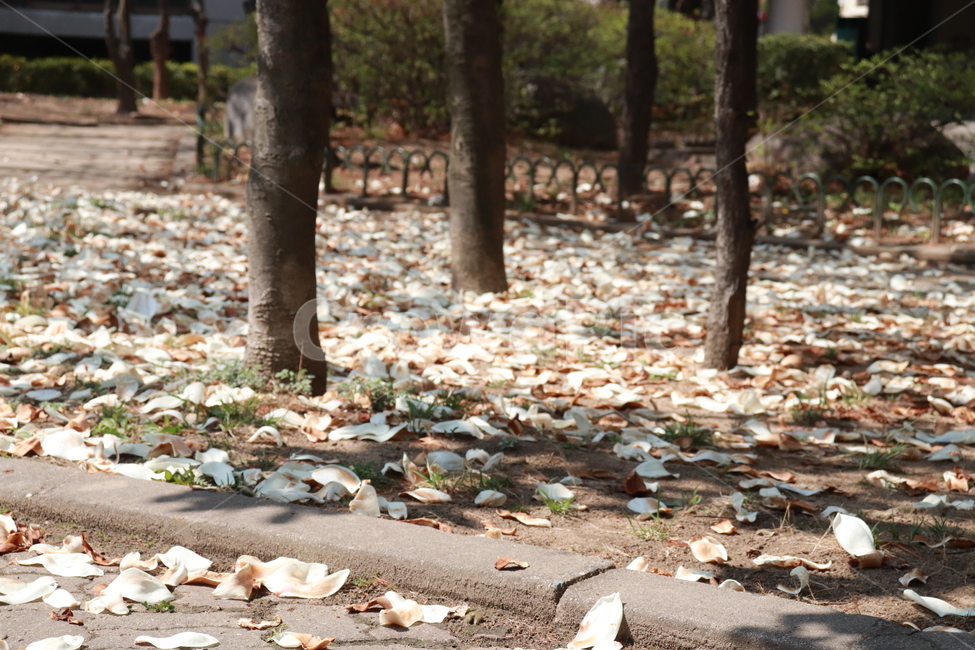 나무,자연,꽃잎,바닥,꽃,나무,trees,wood