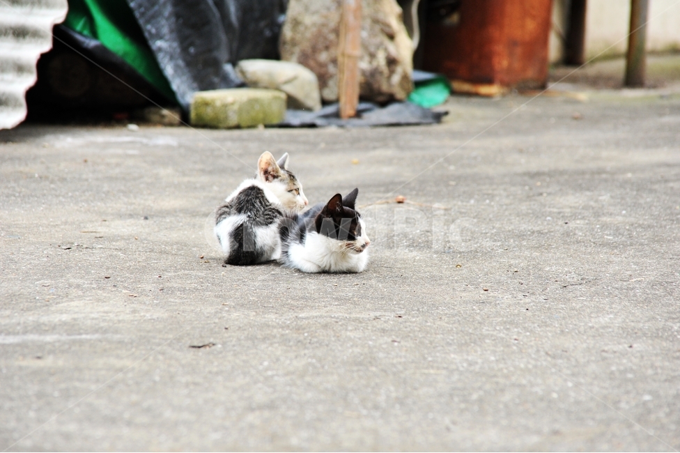 고양이,시골,마당,우정,행복,동물,animal,포유류,mammal,고양이,cat,kitten,kitty
