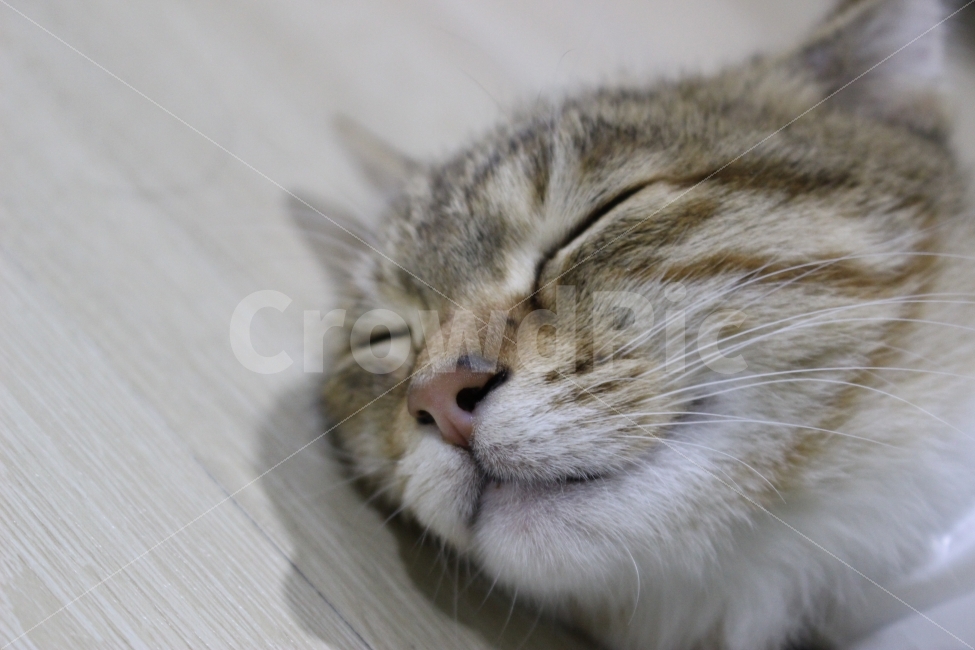 고양이,반려동물,유기묘,길냥이,애완동물,cat,pet,kitten,아기고양이,코숏,코리안숏헤어,동물,animal,고양이,cat,kitten,kitty,포유류,mammal