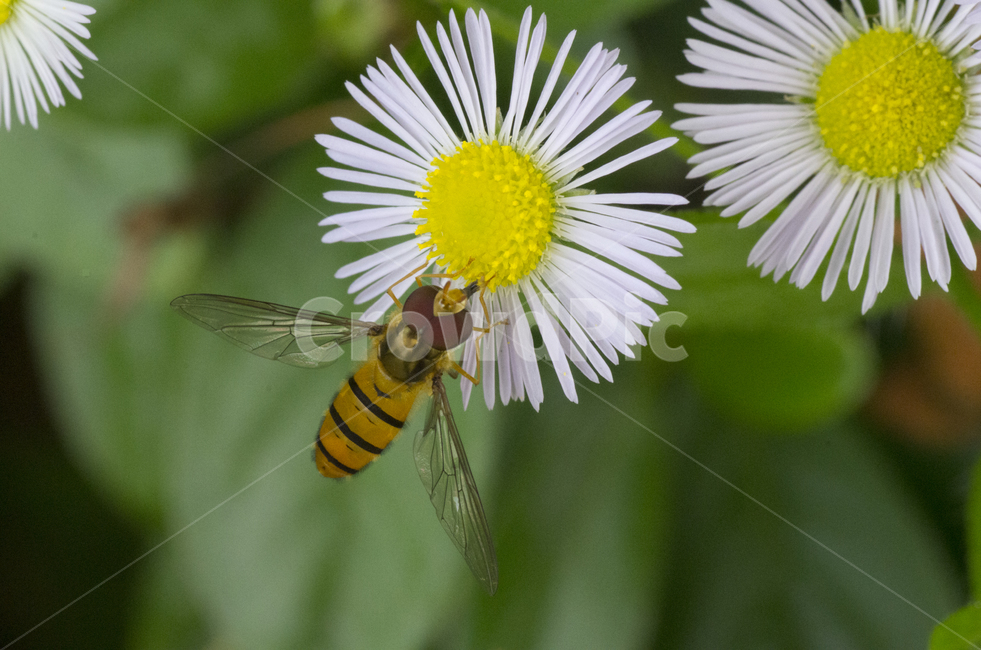 꽃등에,꽃등애,등에,개망초,계란꽃,여름,여름꽃,곤충,벌레,insect,bug