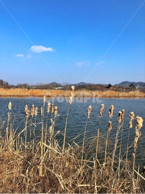 저수지,갈대,갈대숲,plant,식물,reed