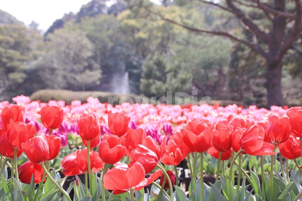 튤립,봄,컬러풀,꽃,따스함,식물,자연,plants,nature,꽃,flower