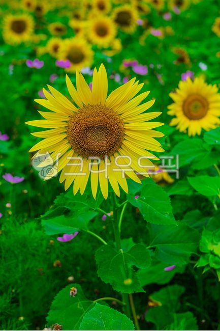 sunflower,plant,flower,summer plant,leaf,summer flower,outdoor,nature,summer,summer,season,plants,nature,flower,plant