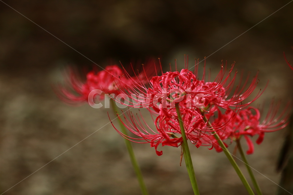 상사화,가을꽃,강한빨강,빨강,항아리,magiclily,식물,자연,plants,nature,꽃,flower