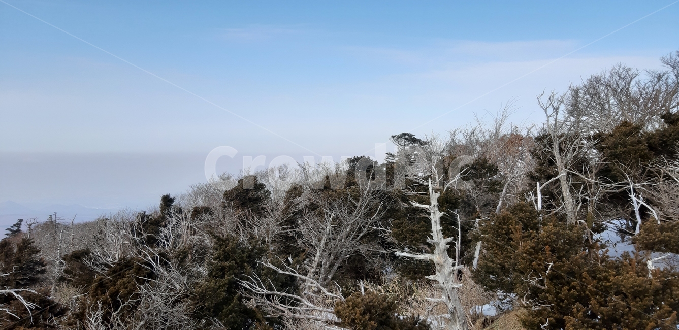 제주,한라산,영실코스,구상나무,고사목,겨울,겨울,계절,winter,season,자연,풍경,nature,landscape,outdoors,옥외,tree,나무,plant,식물