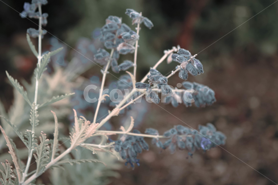 nature,자연,outdoors,꽃,flower