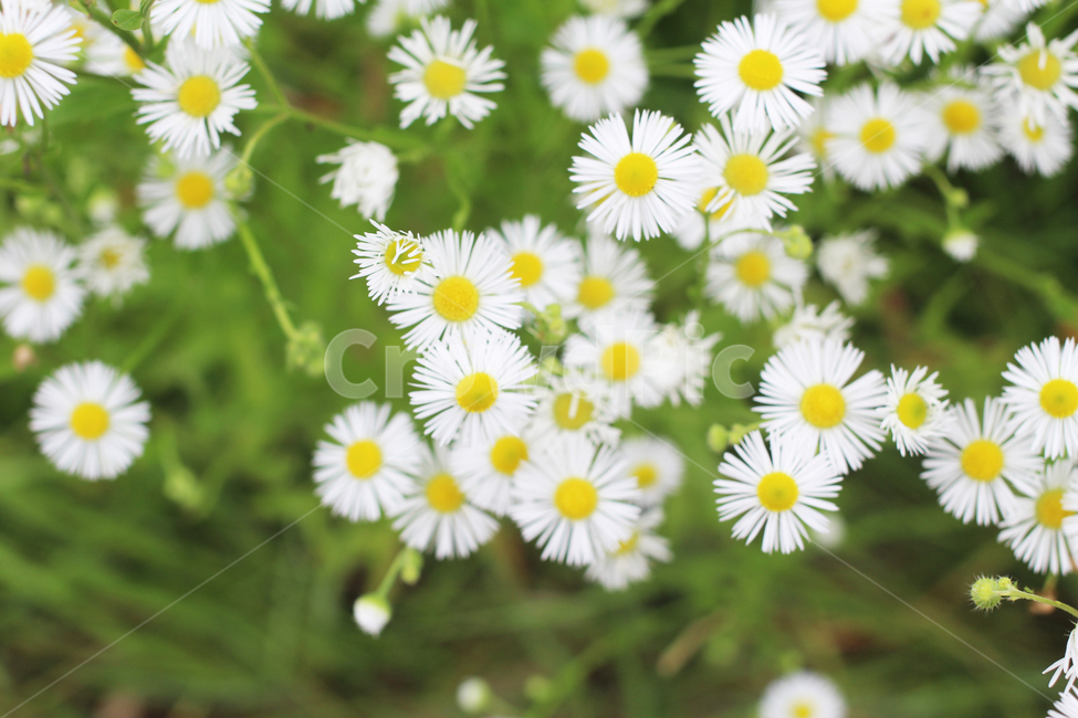 데이지,꽃,식물,daisy,flowers,plants,식물,자연,plants,nature,꽃,flower