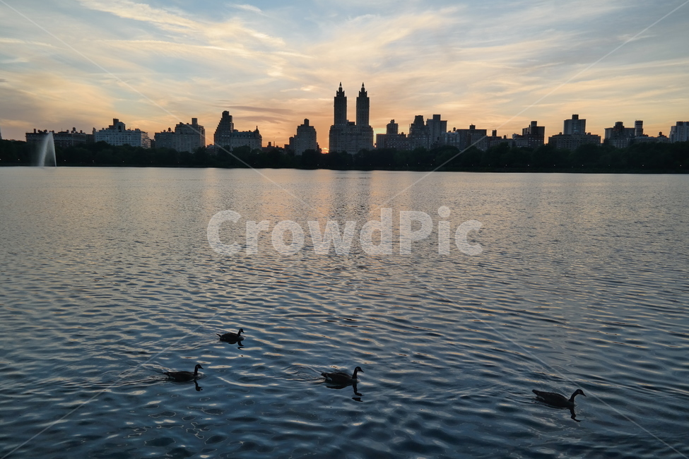 미국,뉴욕,센트럴파크,저녁,해질녘,오리,호수,잔잔함,newyork,sunset,lake,nature