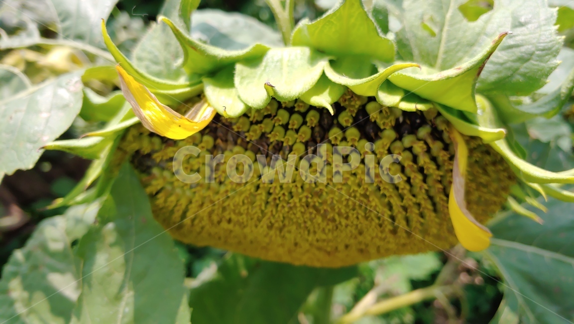 해바라기,해바라기씨,sunflower,해바라기씨앗,해바라기영근모습,고개숙인해바라기꽃