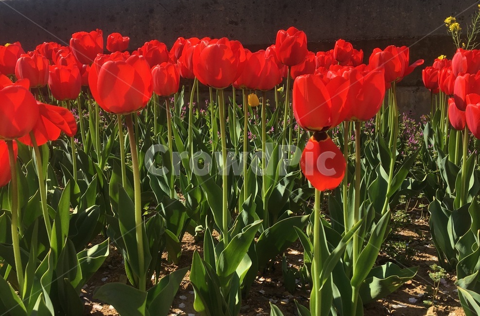 튤립,봄,빨강,꽃,tulip,축제,튤립축제,배경화면,꽃밭,풀