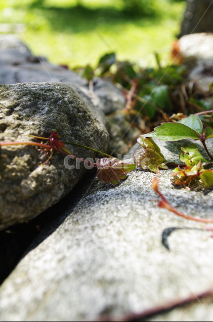 잎,넝쿨,돌,식물,plant,봄,spring,초록,식물,자연,plants,nature