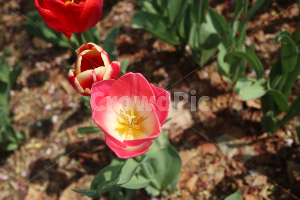 꽃,식물,튤립,봄,개화,만개,식물,자연,plants,nature,꽃,flower