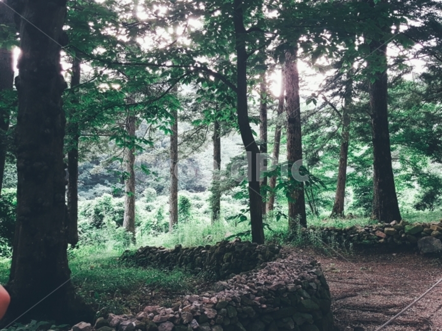 숲,나무,자연,감성,여유,적막,햇살,그림자,tree,sensibility,식물,자연,plants,nature,나무,trees,wood,휴식,힐링,rest,relaxation,healing