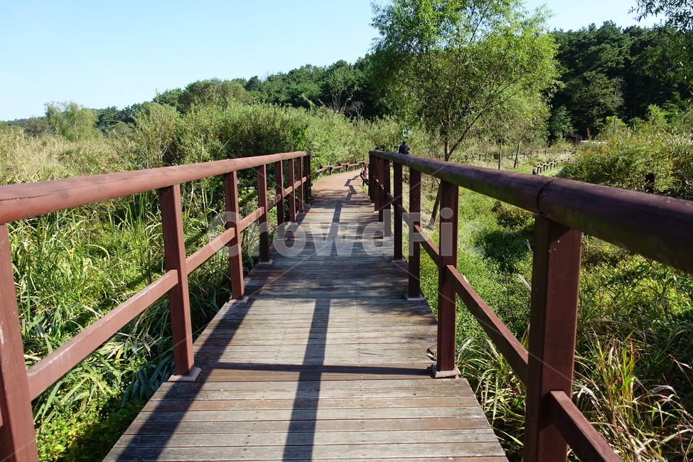 다리,산책로,난간,숲길,풍경,가을,계절,fall,autumn,season,자연,풍경,nature,landscape,railing,banister,handrail,bridge,boardwalk,building,건물