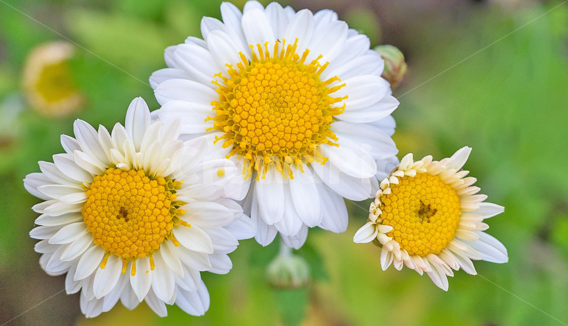 flower,꽃,가을,국화,향기,배경화변,식물,자연,plants,nature,꽃,flower