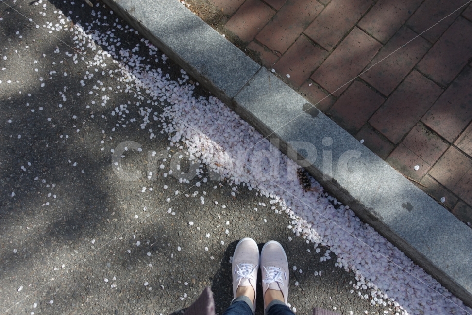 봄,봄날,벚꽃,꽃,꽃잎,꽃가루,분홍,핑크,발,발사진,봄,계절,spring,season,사람,인물,인간,human,person,nature,자연