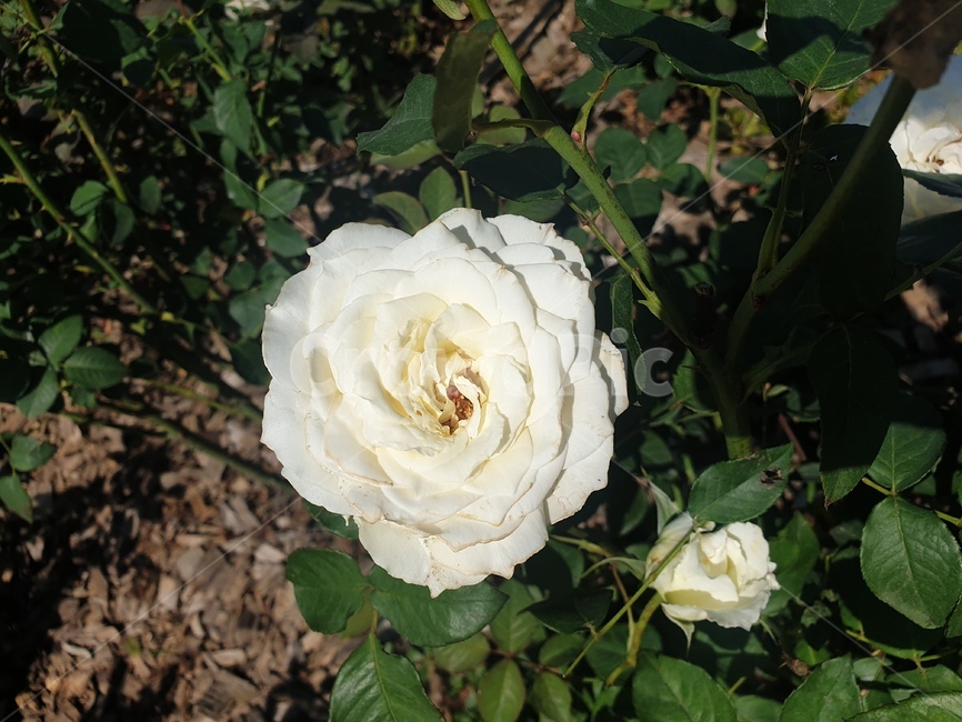 장미,화이트장미,flower,꽃밭,rose,봄