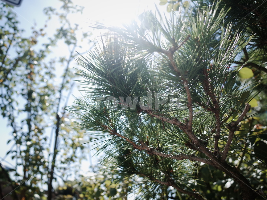 자연,꽃,tree,식물,소나무,plant,나무,나무,trees,wood