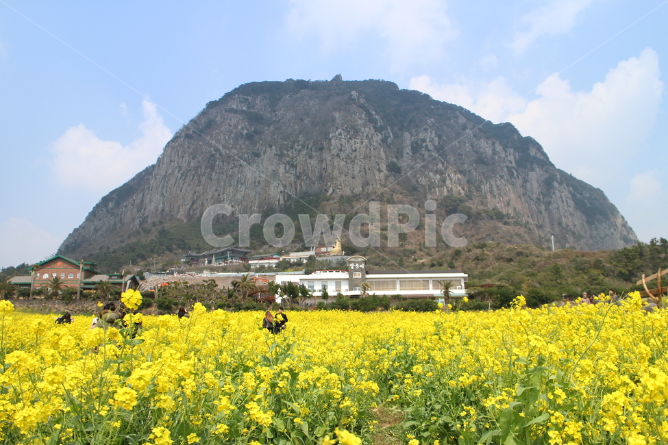 산방산유채꽃,유채꽃,산방산,봄꽃,제주도,koreanlandscape