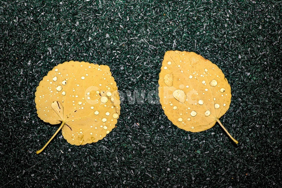 가을,낙옆,비,빗방울,노란잎,가을,계절,fall,autumn,season,비,비오는날,rain,rainy