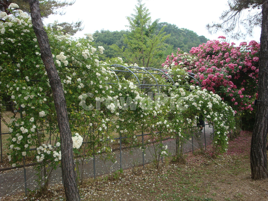 흰장미,백장미,순수한사랑,순결,넝쿨