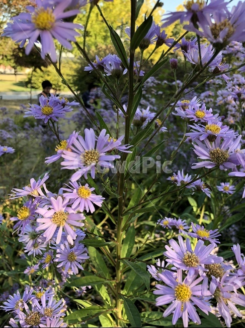 식물,plant,flower,꽃,코스모스,자연