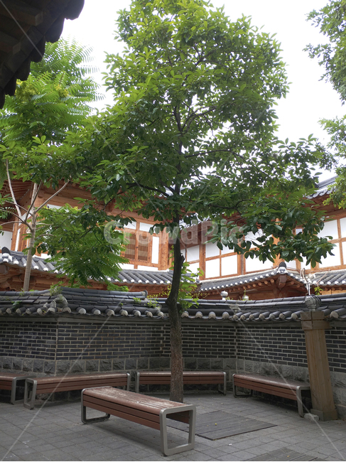 한옥,한국정통,나무,자연,색상,담길,떠나다,풍경,평화,푸른,온화한,한국,초록,한국전통,한국문화,korean traditional,korean culture,건축물,건물외관,exterior,building,structure,architecture,construction