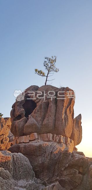 nature,자연,promontory,곶,outdoors,옥외,rock,바위,강원도,고성,서낭바위,관광지,감성,한국자연풍경,한국자연경관,오호항,송지호해변,고성서낭바위,오호항서낭바위,송지호서낭바위,지질공원,해식바위,소나무,명품소나무,걸작소나무