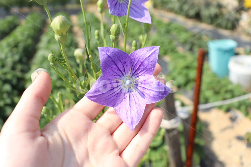 도라지꽃,꽃,보라색꽃,보라색,손,balloonflower