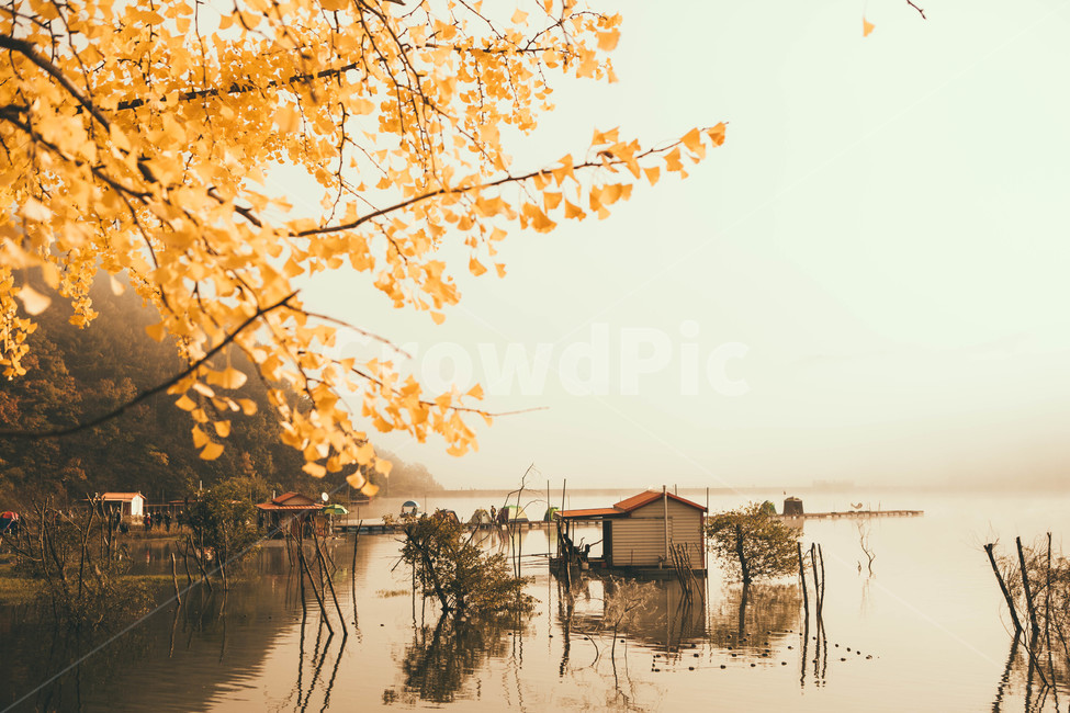 nature,자연,outdoors,가을,단풍,은행나무,가을,계절,fall,autumn,season,자연,풍경,nature,landscape,옥외,building,건물