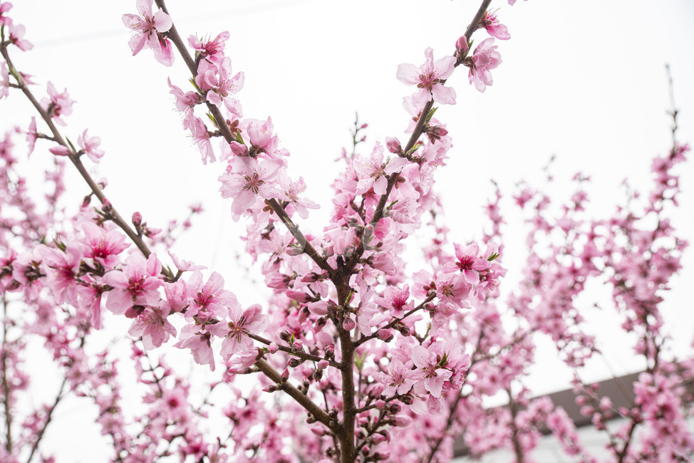 꽃,봄꽃,도화,도화나무,꽃나무,plant,식물,flower,blossom