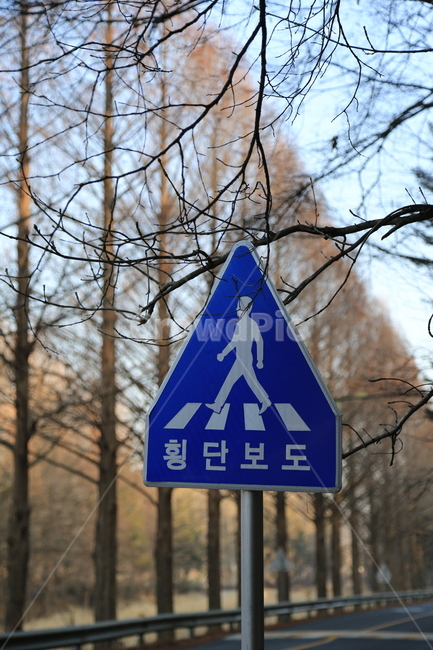 표지판,안내,횡단보도,나무,주의,도로,가을,stop