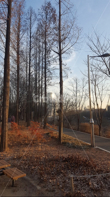 산책,숲,힐링,햇살,가을,편안함,가을,계절,fall,autumn,season,자연,풍경,nature,landscape,tree,나무,plant,식물
