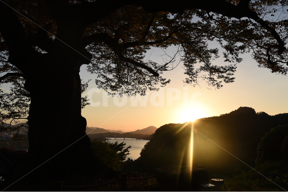 나무,일출,바위,바다,빛,자연,풍경,nature,landscape,light,flare,플레어