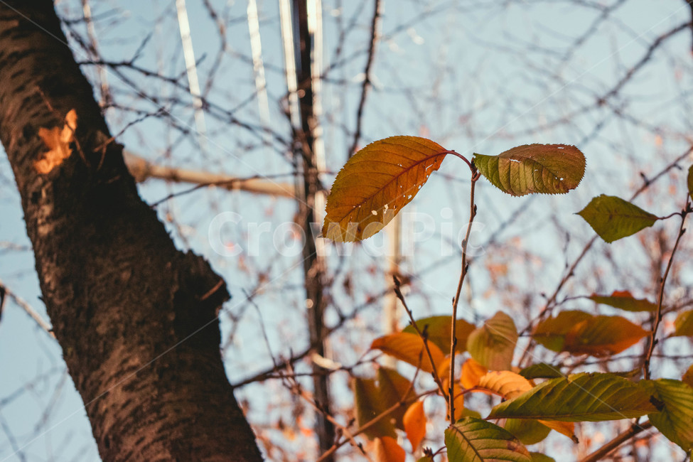 낙엽,가을,단풍,나무,가을나무,하늘,감성,풍경,나뭇잎,자연,가을,계절,fall,autumn,season,식물,자연,plants,nature,veins,정맥