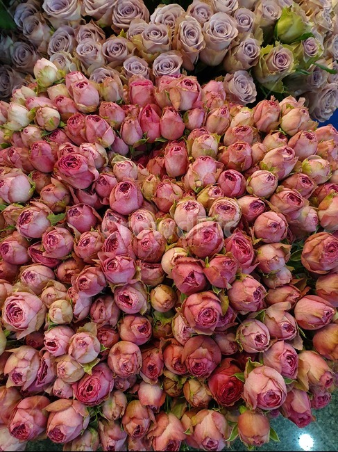 장미,꽃,선물,장미꽃,꽃송이,꽃,flower