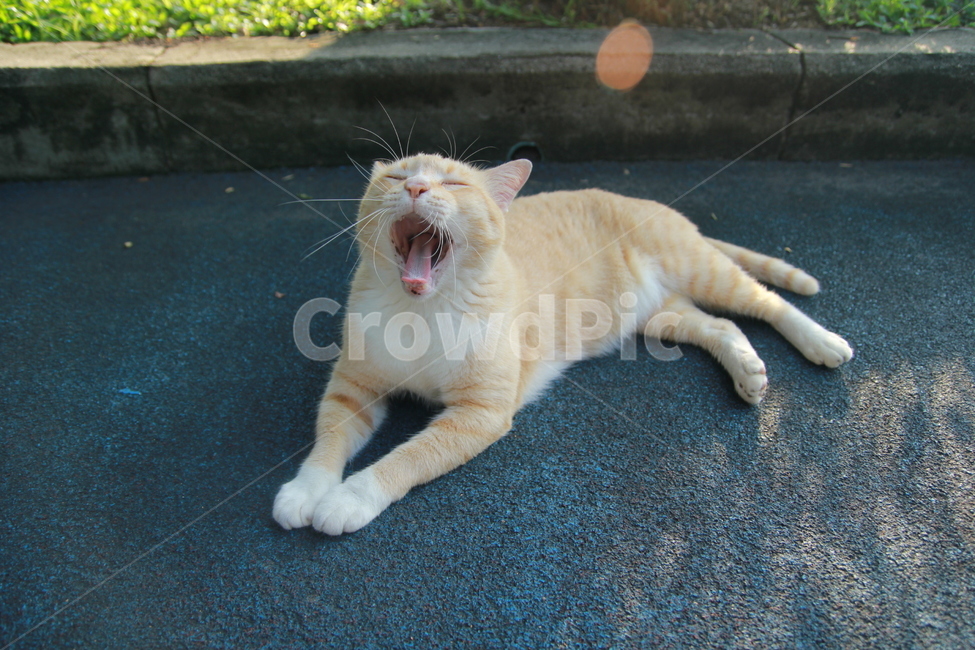 고양이,길고양이,동물,포유류,cat,동물,animal,포유류,mammal,고양이,cat,kitten,kitty