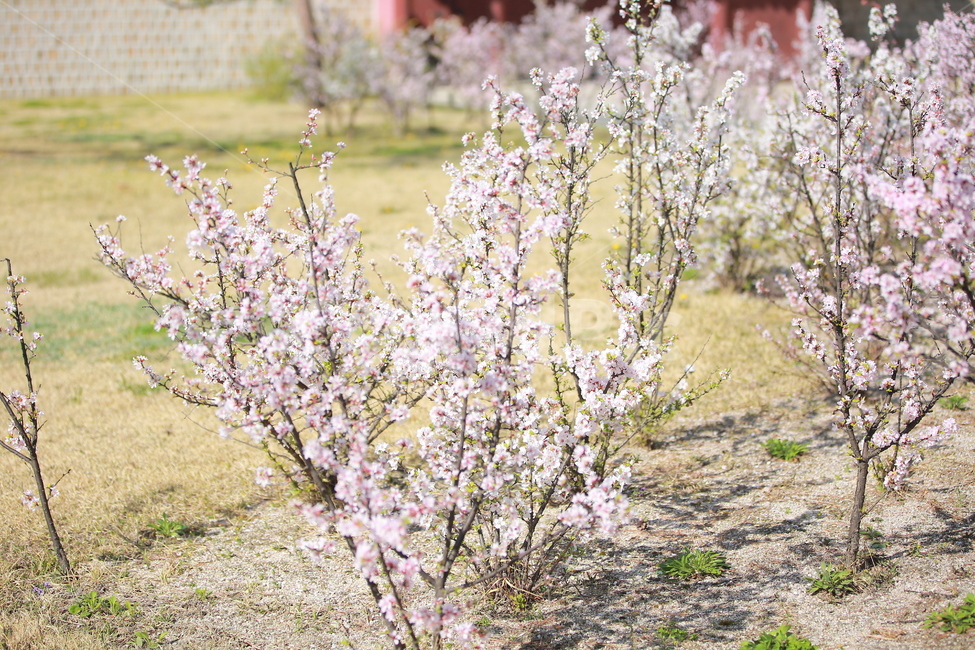 벚꽃,봄,새싹,하늘,벚꽃놀이,꽃,맑음,오막삼,캐논,5dmark3,봄,계절,spring,season,식물,자연,plants,nature,꽃,flower,plant,blossom,cherry blossom