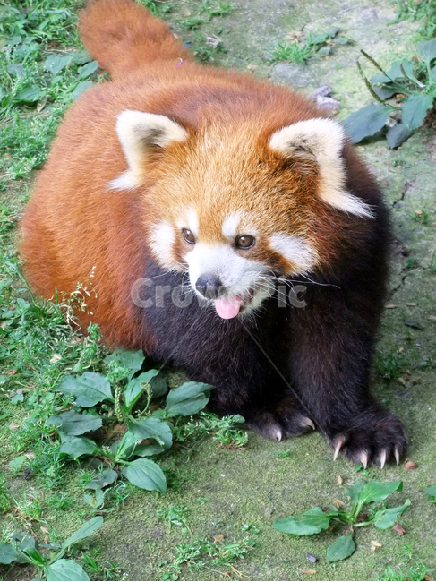래서팬더,팬더,동물원,중국,레서판다,레드판다,애기판다,너구리판다