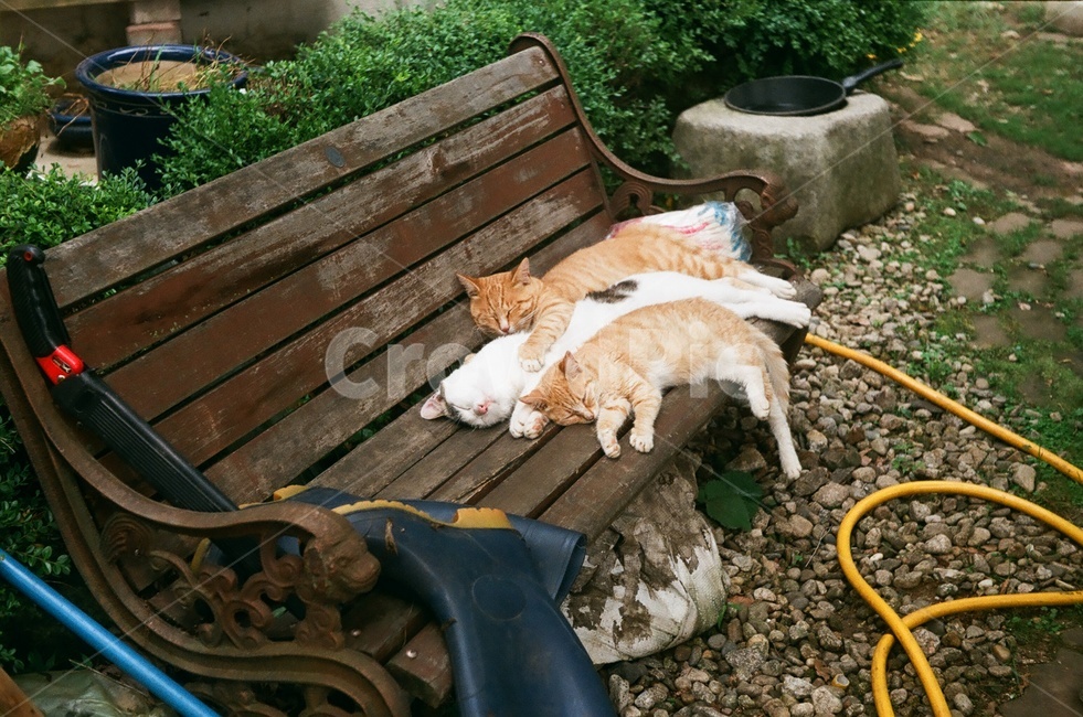 고양이,낮잠,나른함,길냥이,벤치