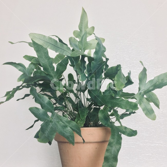 초록,green,집,식물,plant,실내용화초,화분,화초,house plant