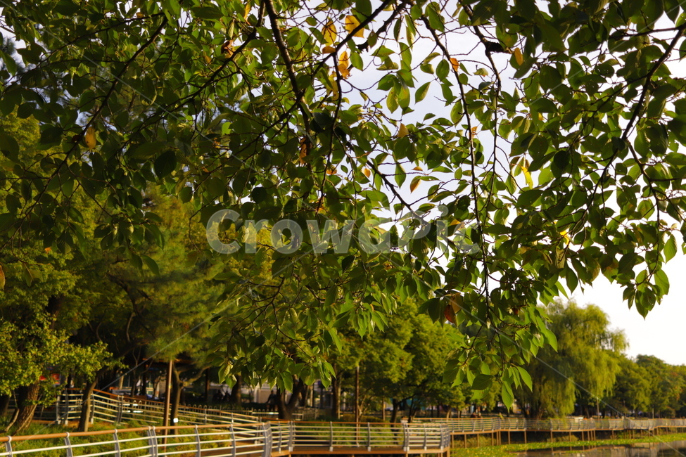 tree,나무,plant,식물,공원,식물,자연,plants,nature,나무,trees,wood