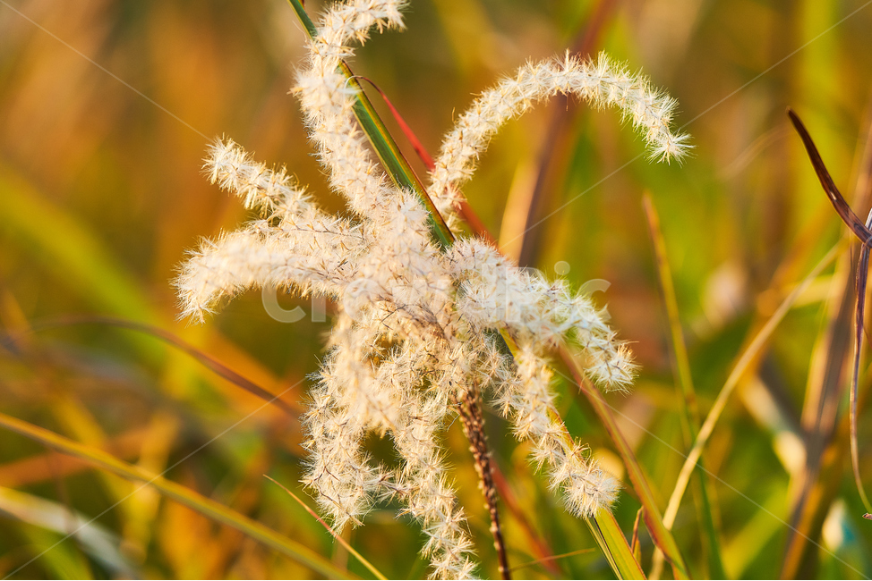 억새,하늘공원,하늘,여름,식물,자연,갈대,식물,자연,plants,nature