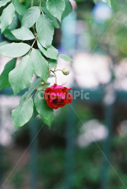 장미,5월의장미,붉은색꽃,한송이,대조,식물,자연,plants,nature,꽃,flower