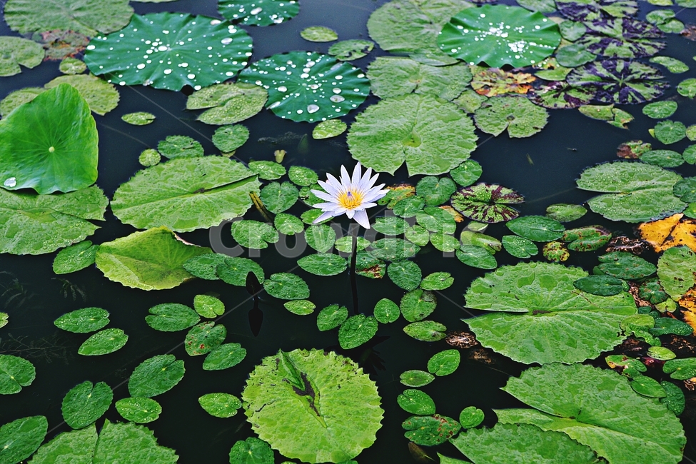 연꽃,꽃,수중식물,연잎,호수