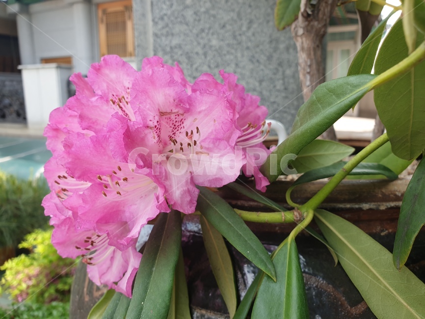 plant,식물,flower,blossom,꽃,만병초,예쁜곷,핑크꽃,식물,자연,plants,nature,꽃,flower