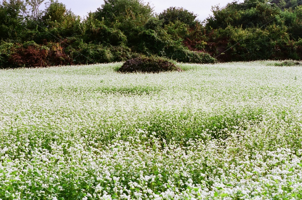 메밀,메밀밭,가을,소금꽃,메밀꽃