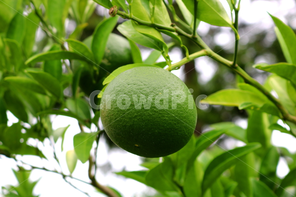 나무,귤,감귤,감귤나무,식물,과일,밀감,식물,자연,plants,nature,과일,열매,fruit