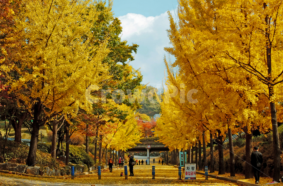 은행나무,노랑,은행잎,가을,낙옆,가을,계절,fall,autumn,season